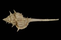 藏品(臺灣骨螺)的圖片